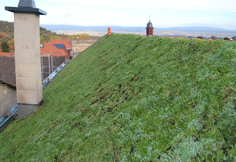 Gruendach02